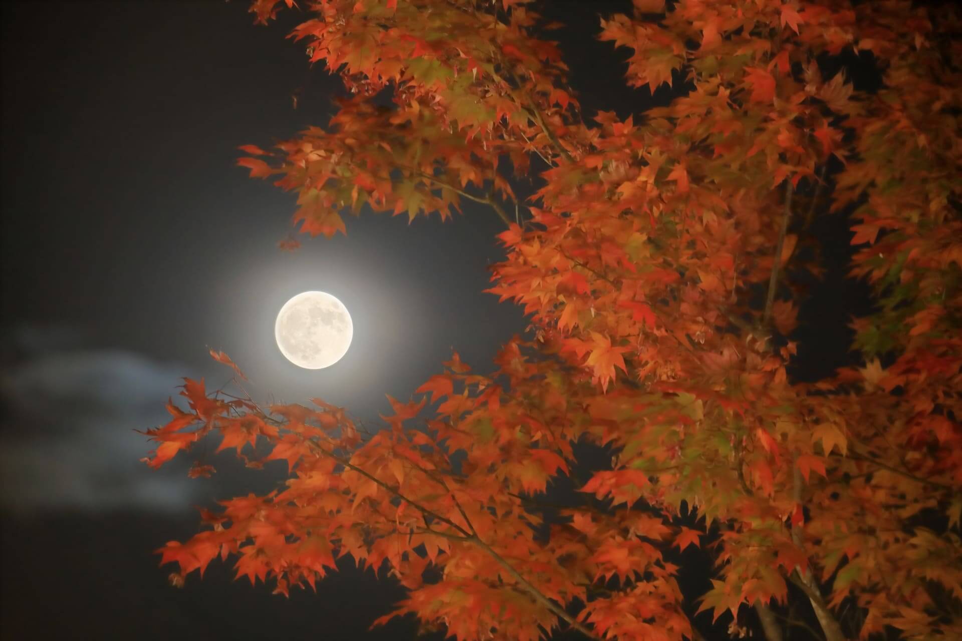 中秋の名月の意味や歴史とは？十五夜との違いも紹介！