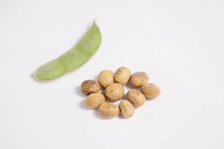 枝豆と大豆の違いは?実は同じ植物?栄養素や種類の違いなどを紹介!