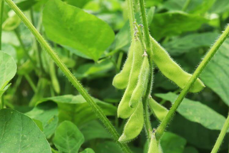 枝豆と大豆は同じ植物で収穫時期が異なる