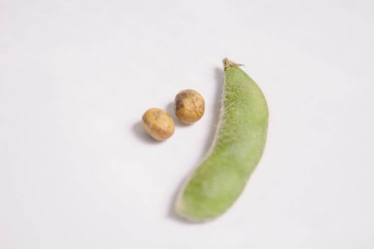 枝豆と大豆の見た目の違い